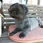 Dog, Dog breed, Carnivore, Liver, Companion dog, Fawn, Fence, Toy Dog, Snout, Dog Supply, Terrier, Working Animal, Small Terrier, Furry friends, Canidae, Shih Tzu, Terrestrial Animal, Maltepoo, Wood