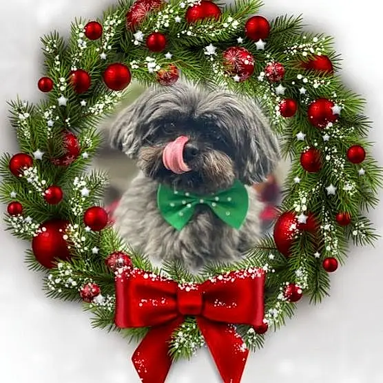 Dog, Wreath, Christmas Ornament, Carnivore, Dog breed, Holiday Ornament, Evergreen, Ornament, Companion dog, Creative Arts, Christmas Decoration, Event, Collar, Dog Supply, Holiday, Conifer, Fashion Accessory
