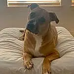 Dog, Window, Window Blind, Light, Comfort, Dog breed, Carnivore, Ear, Wood, Fawn, Companion dog, Whiskers, Tints And Shades, Snout, Hardwood, Working Animal, Linens, Tail