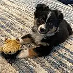 Dog, Carnivore, Dog breed, Companion dog, Terrestrial Animal, Snout, Herding Dog, Working Animal, Whiskers, Bored, Furry friends, Wood, Border Collie, Canidae, Paw, Working Dog, Shadow, Toy Dog, Puppy