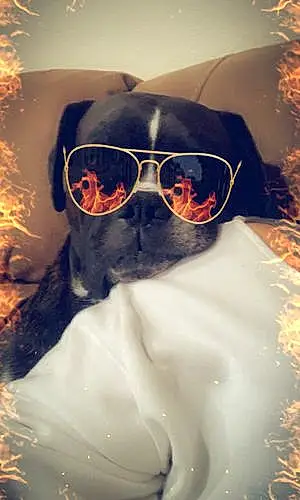 Glasses Boxer Dog Conner