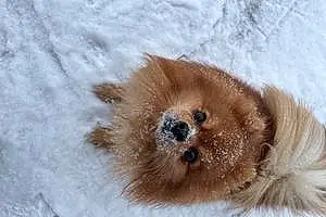 Pomeranian Dog Fozzy Bear