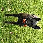 Dog, Plant, Dog breed, Carnivore, Grass, Beak, Grassland, Tail, People In Nature, Groundcover, Canidae, Pasture, Terrestrial Animal, Guard Dog, Hunting Dog, Red Winged Blackbird