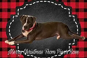 American Bully Dog Piper Rose