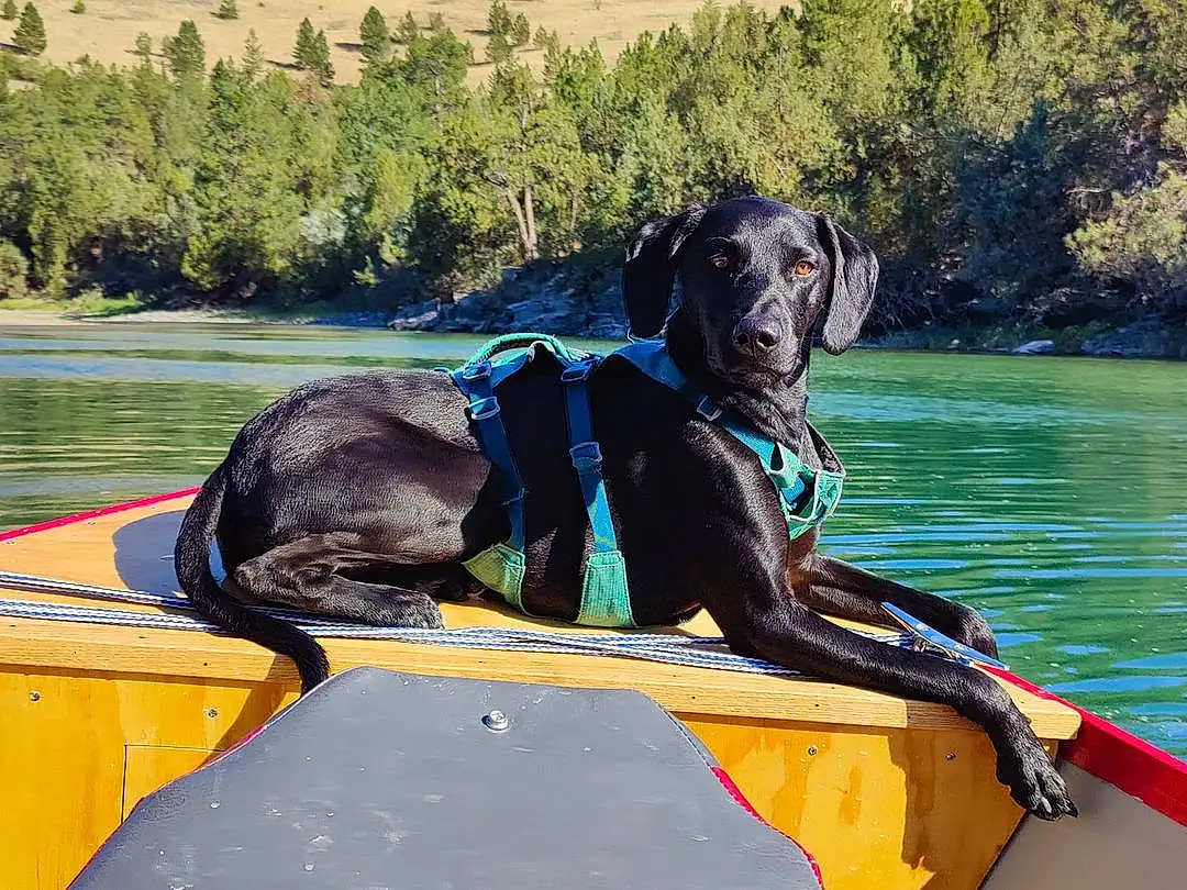 Water, Boat, Dog, Watercraft, Plant, Boats And Boating--equipment And Supplies, Vehicle, Lake, Carnivore, Outdoor Recreation, Leisure, Recreation, Working Animal, Personal Protective Equipment, Water Transportation, Dog breed, Tree, Fun, Lifejacket