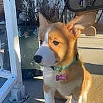 Dog, Carnivore, Fawn, Dog breed, Companion dog, Collar, Whiskers, Snout, Tail, Dog Supply, Working Animal, Furry friends, Herding Dog, Window, Canidae, Corgi-chihuahua, Working Dog, Ancient Dog Breeds, Welsh Corgi