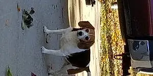 Beagle Dog Maddie Mae