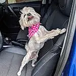 Dog, Vroom Vroom, Car, Dog breed, Vehicle, Carnivore, Seat Belt, Companion dog, Fawn, Car Seat Cover, Car Seat, Auto Part, Vehicle Door, Automotive Exterior, Automotive Design, Collar, Family Car, Fashion Accessory, Canidae