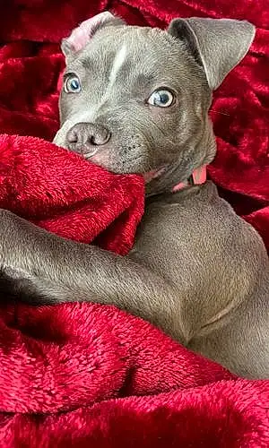 Name Pitt Bull Terrier Dog Blue