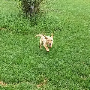 Labrador Retriever Dog Duke