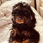 Dog, Dog breed, Carnivore, Liver, Working Animal, Companion dog, Toy Dog, Snout, Terrier, Small Terrier, Water Dog, Canidae, Furry friends, Puppy love, Yorkipoo, Maltepoo, Hat, Labradoodle, Whiskers