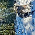 Plant, Dog, People In Nature, Sky, Water, Snow, Carnivore, Twig, Tree, Freezing, Wood, Slope, Dog breed, Winter, Frost, Tail, Grass, Trunk, Recreation