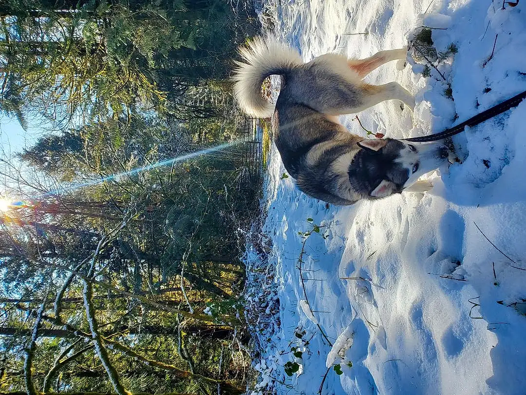 Plant, Dog, People In Nature, Sky, Water, Snow, Carnivore, Twig, Tree, Freezing, Wood, Slope, Dog breed, Winter, Frost, Tail, Grass, Trunk, Recreation