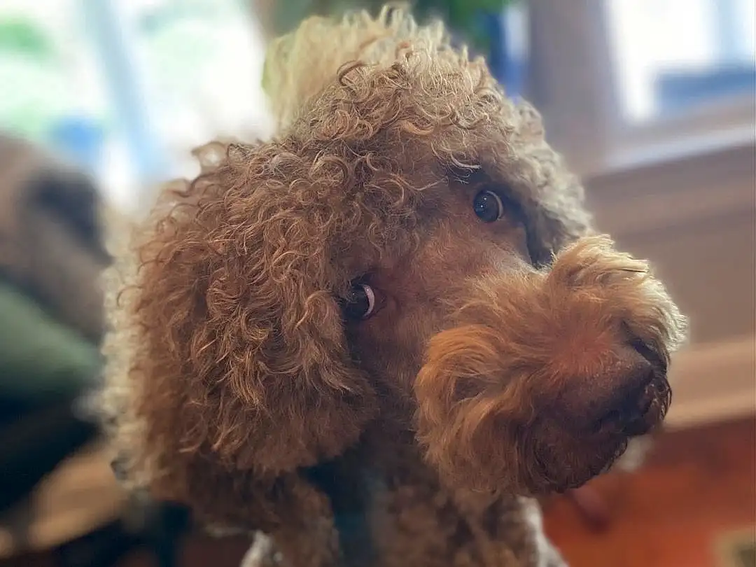 Dog, Dog breed, Water Dog, Carnivore, Toy, Fawn, Companion dog, Liver, Working Animal, Poodle, Snout, Terrier, Toy Dog, Standard Poodle, Furry friends, Terrestrial Animal, Canidae, Wood, Window