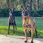 Dog, Plant, Dog breed, Carnivore, Fawn, Tree, Snout, Grass, Companion dog, Working Animal, Canidae, Herding Dog, Terrestrial Animal, Working Dog, Guard Dog, Tail, Treeing Tennessee Brindle, Collar, Old German Shepherd Dog