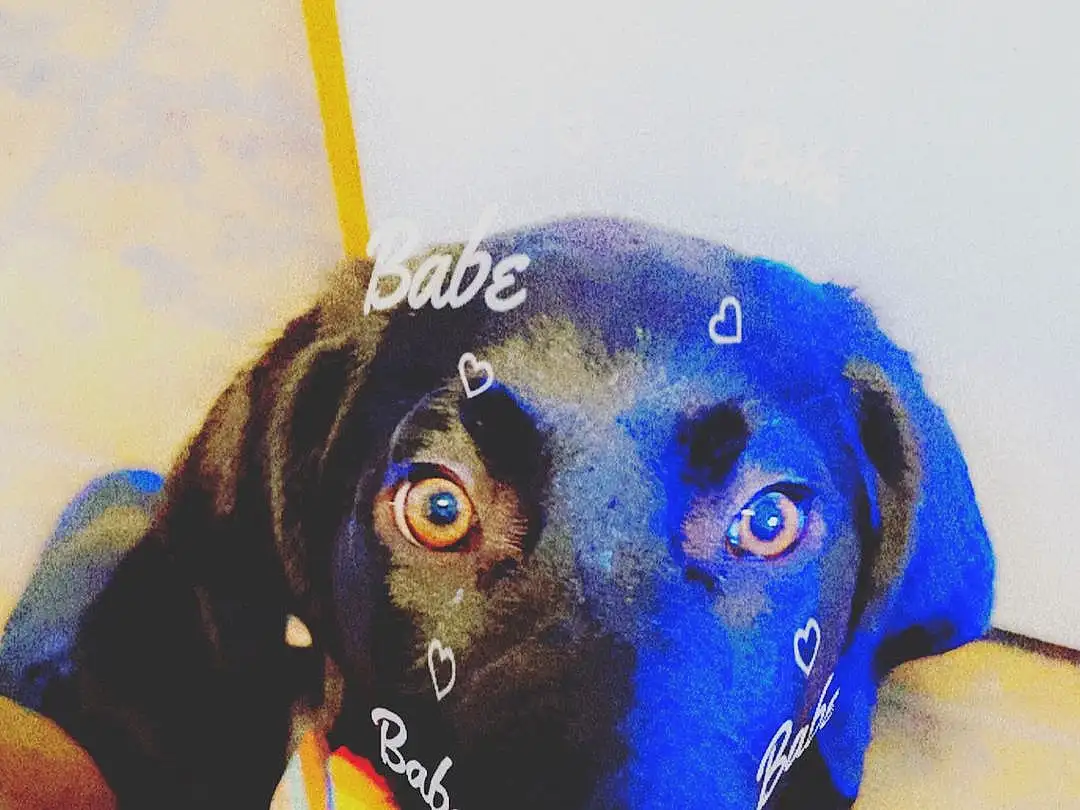 Dog, Carnivore, Ear, Dog breed, Working Animal, Cap, Fawn, Companion dog, Snout, Electric Blue, Liver, Whiskers, Personal Protective Equipment, Fashion Accessory, Hat, Canidae, Baseball Cap, Collar, Toy