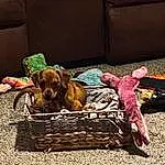 Dog, Furniture, Comfort, Couch, Carnivore, Wood, Dog breed, Fawn, Liver, Dog Supply, Companion dog, Linens, Working Animal, Furry friends, Canidae, Pillow, Basket, Baggage, Wicker