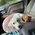 Dog, Dog breed, Carnivore, Vroom Vroom, Vehicle, Companion dog, Fawn, Comfort, Vehicle Door, Dog Supply, Snout, Automotive Exterior, Collar, Car Seat, Audio Equipment, Canidae, Auto Part, Dog Collar