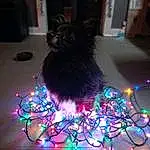 Purple, Carnivore, Whiskers, Tree, Electric Blue, Christmas Decoration, Event, Tail, Magenta, Holiday, Feather, Furry friends, Art, Darkness, Midnight, Night, Felidae, Christmas, Interior Design