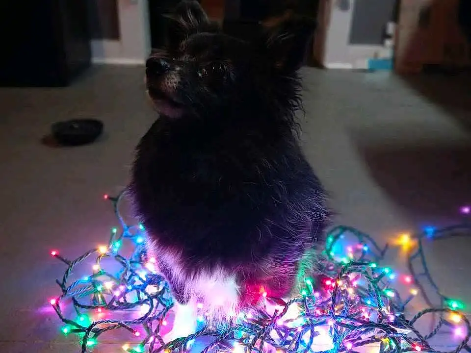 Purple, Carnivore, Whiskers, Tree, Electric Blue, Christmas Decoration, Event, Tail, Magenta, Holiday, Feather, Furry friends, Art, Darkness, Midnight, Night, Felidae, Christmas, Interior Design