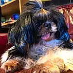 Dog, Dog breed, Carnivore, Companion dog, Liver, Toy Dog, Snout, Canidae, Furry friends, Shih Tzu, Puppy, Recipe, Working Dog