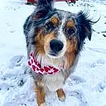 Dog, Snow, Dog breed, Carnivore, Collar, Whiskers, Companion dog, Dog Supply, Snout, Dog Collar, Winter, Canidae, Herding Dog, Recreation, Furry friends, Pet Supply, Dog Clothes, Freezing, Working Animal