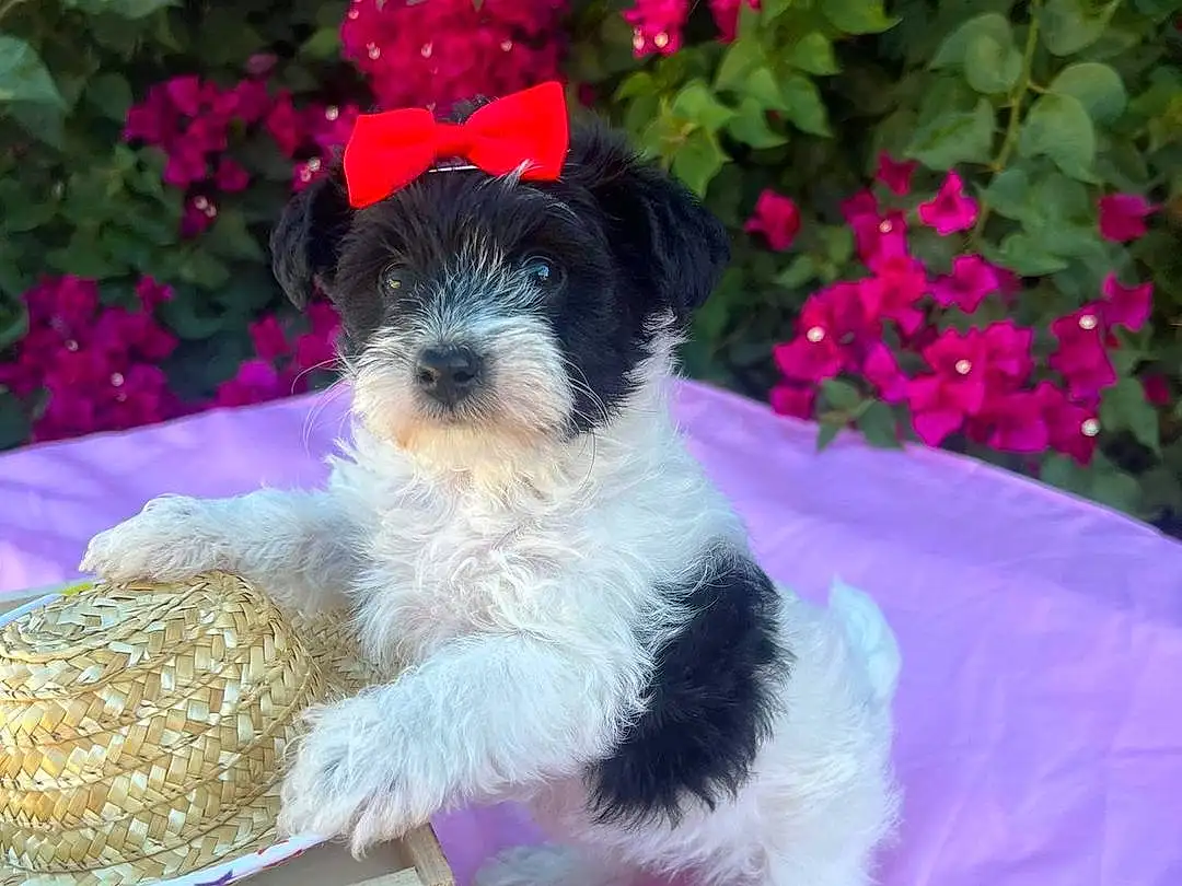Flower, Dog, Plant, Water Dog, Dog Supply, Carnivore, Companion dog, Dog breed, Magenta, Pet Supply, Terrier, Lakeland Terrier, Annual Plant, Toy Dog, Groundcover, Event, Furry friends, Garden, Canidae
