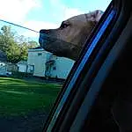 Sky, Cloud, Dog, Hood, Automotive Mirror, Plant, Window, Tree, Building, Dog breed, Automotive Lighting, Rear-view Mirror, Vroom Vroom, Carnivore, Vehicle Door, Automotive Exterior, Windscreen Wiper, Fawn, Vehicle, Tints And Shades
