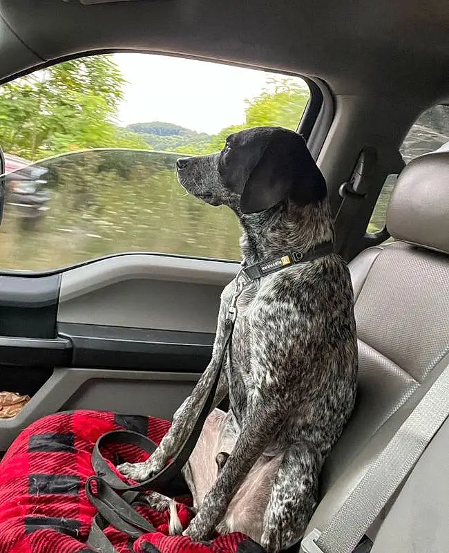 Dog, Car, Vehicle, Vroom Vroom, Carnivore, Automotive Exterior, Mode Of Transport, Vehicle Door, Automotive Design, Fawn, Car Seat, Dog breed, Plant, Auto Part, Car Seat Cover, Sky, Gun Dog, Tree