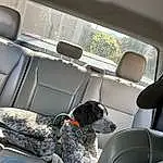 Dog, White, Vroom Vroom, Vehicle, Car, Car Seat Cover, Automotive Design, Carnivore, Automotive Exterior, Vehicle Door, Head Restraint, Car Seat, Auto Part, Tints And Shades, Companion dog, Family Car, Dog breed, Window, Luxury Vehicle, Personal Luxury Car