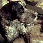 Dog, Comfort, Dog breed, Carnivore, Ear, Style, Working Animal, Companion dog, Snout, Whiskers, Liver, Furry friends, Canidae, Black & White, Pointing Breed, Retriever, Linens, Metal, Nap