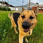 Dog, Sky, Plant, Window, Carnivore, Collar, Cloud, Dog breed, German Shepherd Dog, Fawn, Herding Dog, Companion dog, Grass, Snout, Working Animal, Tree, Canidae, Whiskers, Overhead Power Line