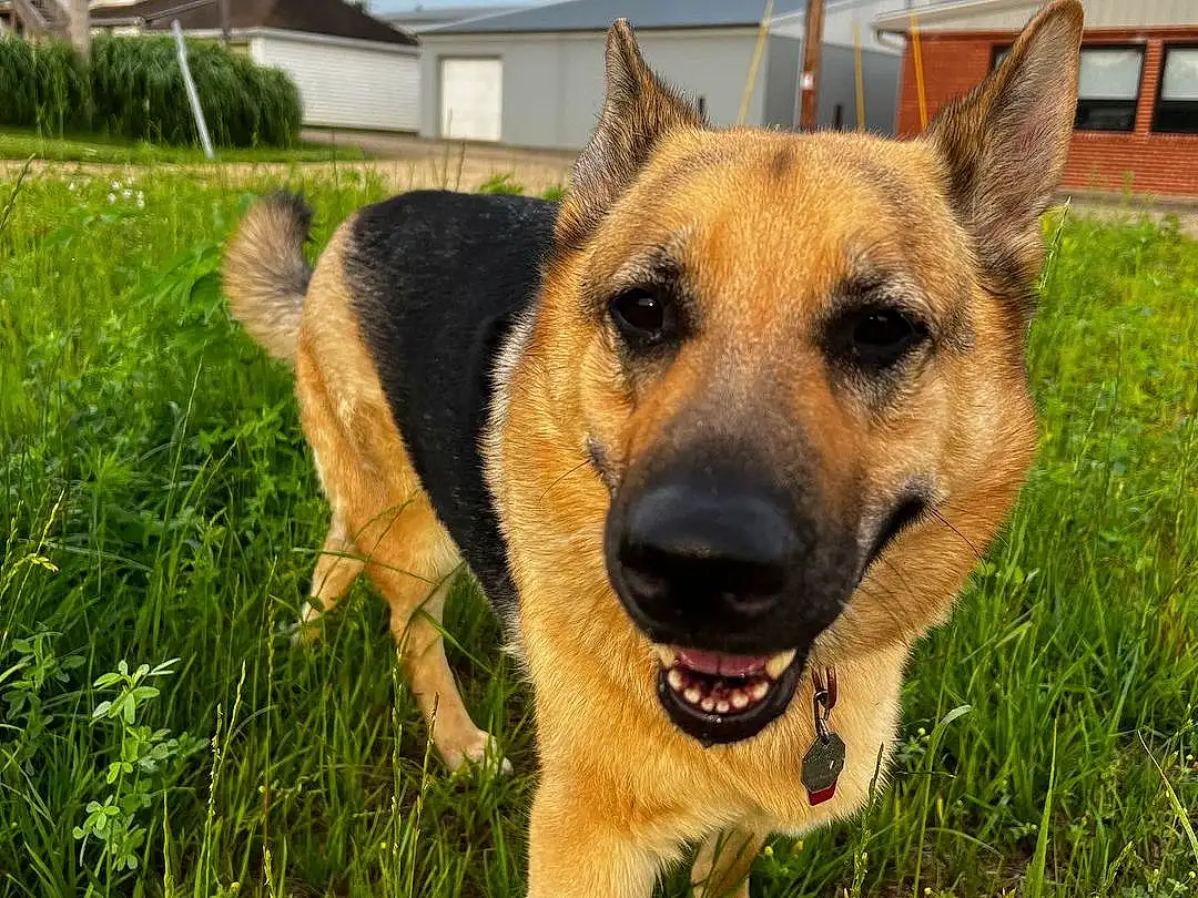 Dog, Sky, Plant, Window, Carnivore, Collar, Cloud, Dog breed, German Shepherd Dog, Fawn, Herding Dog, Companion dog, Grass, Snout, Working Animal, Tree, Canidae, Whiskers, Overhead Power Line