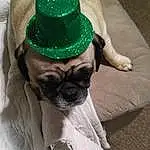 Pug, Dog, Dog breed, Hat, Carnivore, Fawn, Companion dog, Costume Hat, Working Animal, Whiskers, Sun Hat, Snout, Toy Dog, Collar, Fedora, Dog Collar, Canidae, Party Hat, Furry friends