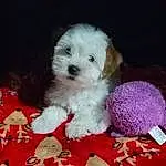 Dog, Dog breed, Carnivore, Companion dog, Dog Supply, Toy Dog, Toy, Water Dog, Firefighter, Shih-poo, Canidae, Furry friends, Petal, Stuffed Toy, Puppy love, Maltepoo, Mal-shi, Small Terrier, Bichon