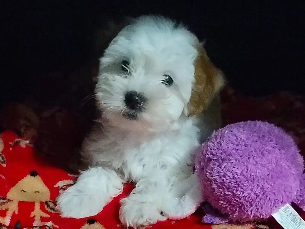 Dog, Dog breed, Carnivore, Companion dog, Dog Supply, Toy Dog, Toy, Water Dog, Firefighter, Shih-poo, Canidae, Furry friends, Petal, Stuffed Toy, Puppy love, Maltepoo, Mal-shi, Small Terrier, Bichon