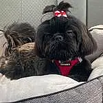 Dog, Dog breed, Carnivore, Dog Supply, Liver, Companion dog, Toy Dog, Pet Supply, Snout, Working Animal, Shih Tzu, Furry friends, Canidae, Dog Bed, Terrier, Small Terrier, Shih-poo, Comfort, Non-sporting Group