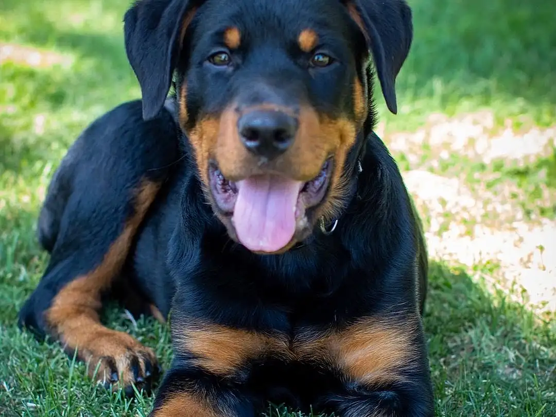 Dog, Carnivore, Dog breed, Plant, Companion dog, Grass, Snout, Rottweiler, Terrestrial Animal, Canidae, Working Dog, Working Animal, Guard Dog, Hound, Hunting Dog, Austrian Black And Tan Hound, Scent Hound, Lithuanian Hound