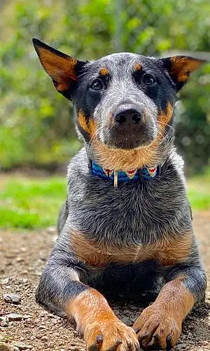 Name Australian cattle dog Dog Ringo
