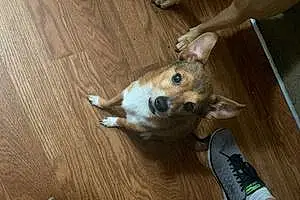 Name Chihuahua Dog Papi