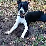 Dog, Plant, Dog breed, Carnivore, Grass, Companion dog, Tail, Mcnab, Whiskers, Working Animal, Soil, Canidae, Carmine, Tree, Working Dog, Non-sporting Group, Hunting Dog