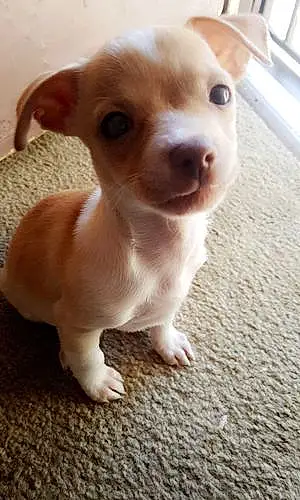 Name Chihuahua Dog Bambi