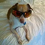 Glasses, Vision Care, Dog, Sunglasses, Dog breed, Carnivore, Goggles, Comfort, Companion dog, Fawn, Eyewear, Working Animal, Snout, Linens, Canidae, Terrestrial Animal, Furry friends, Duvet, Room