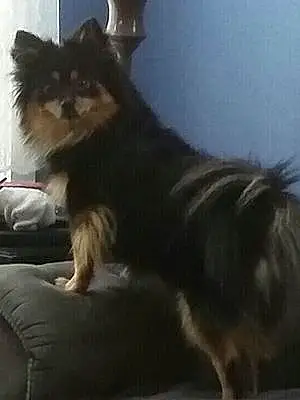 Pomeranian Dog Cocopuff
