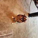 Brown, Wood, Dog, Fawn, Wall, Carnivore, Art, Dog breed, Companion dog, Hardwood, Tail, Liver, Furry friends, Felidae, Shadow, Whiskers, Terrestrial Animal, Landscape, Tire