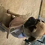 Pug, Dog, Carnivore, Dog breed, Fawn, Working Animal, Snout, Companion dog, Canidae, Tail, Collar, Landscape, Non-sporting Group, Terrestrial Animal