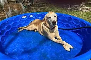 Name Labrador Retriever Dog Tito