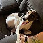 Dog, Carnivore, Comfort, Dog breed, Fawn, Couch, Companion dog, Working Animal, Watch, Snout, Collar, Dog Supply, Canidae, Wrist, Sitting, Non-sporting Group, Guard Dog, Elbow, Sighthound