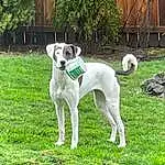 Dog, Plant, Carnivore, Dog breed, Grass, Companion dog, Collar, Fence, Tail, Home Fencing, Sighthound, Canidae, Windshield, Dog Collar, Yard, Ancient Dog Breeds, Non-sporting Group, Giant Dog Breed, Working Dog