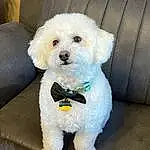 Dog, Dog breed, Carnivore, Companion dog, Toy Dog, Snout, Poodle, Terrier, Labradoodle, Furry friends, Water Dog, Canidae, Dog Collar, Maltepoo, Small Terrier, Puppy love, Working Animal, Couch, Poodle Crossbreed